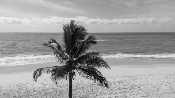 coconut palm tree dreamy effect in sepia tone obtained by twirling camera during exposure