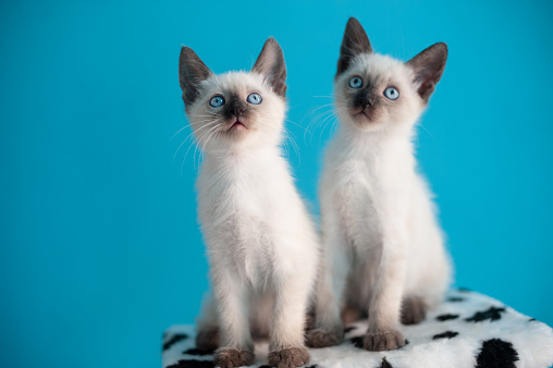 Two beautiful blue-eyed Siamese kitten on a blue background.