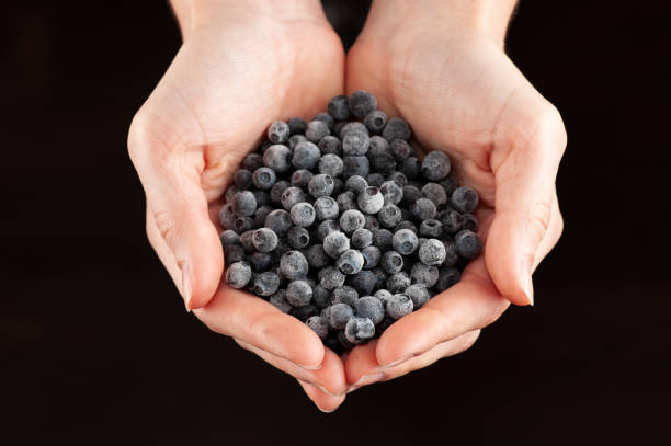 Healthy Organic Food. Closeup Of Young Woman Hands With Natural Nails Holding Fresh Tasty Juicy Ripe Sweet Blueberries ( Blue Berries ). Vegetarian Food Concept. Diet Lifestyle. High Resolution Image