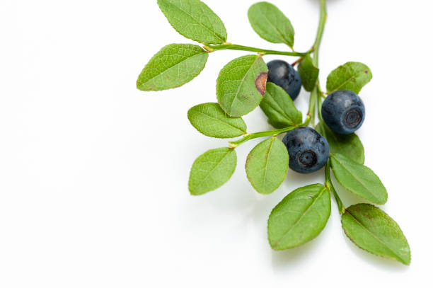 istock Twig with blueberries on a white background. 1127863986