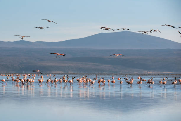 istock Flamingos make their landing in the lake 1127864385