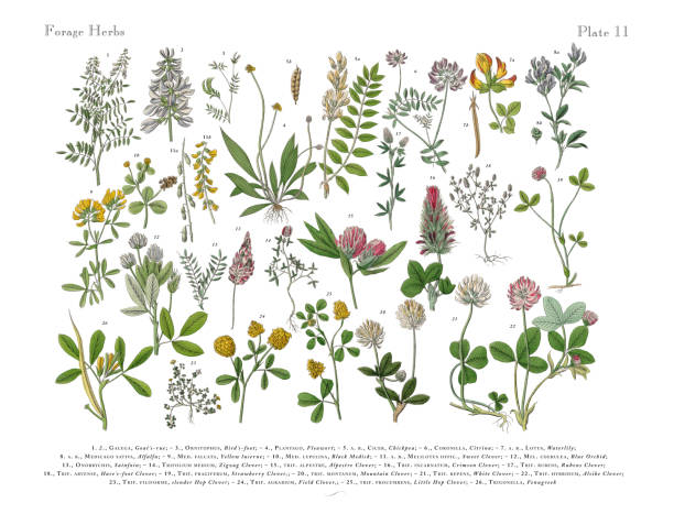 ilustraciones, imágenes clip art, dibujos animados e iconos de stock de hierbas y especias, victoriano ilustración botánica - herbal medicine herb sage spice