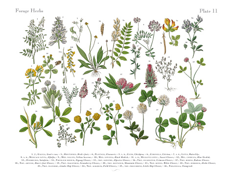 Very Rare, Beautifully Illustrated Antique Engraved Victorian Botanical Illustration of Forage Herbs anb Spice: Plate 11, Published in 1886. Source: Original edition from my own archives. Copyright has expired on this artwork. Digitally restored.