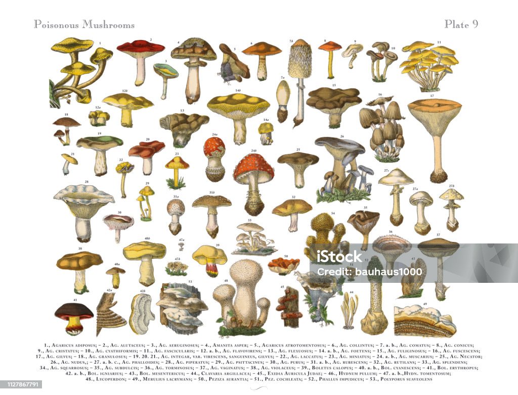 Poisonous Mushrooms, Victorian Botanical Illustration Very Rare, Beautifully Illustrated Antique Engraved Victorian Botanical Illustration of Poisonous Mushrooms: Plate 9, Published in 1886. Source: Original edition from my own archives. Copyright has expired on this artwork. Digitally restored. Mushroom stock illustration