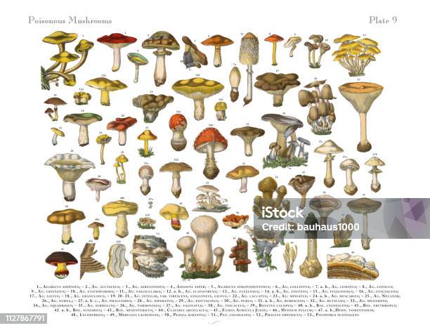 Poisonous Mushrooms Victorian Botanical Illustration Stock Illustration - Download Image Now