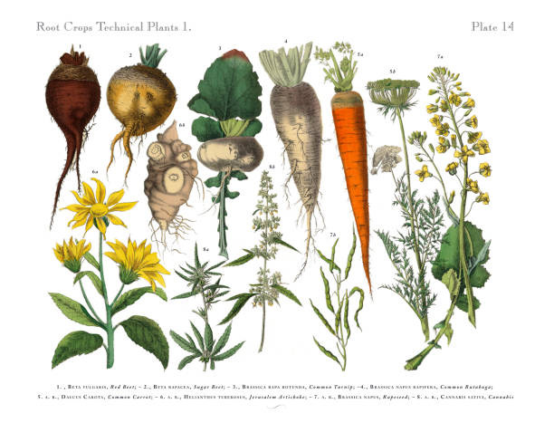 ilustrações de stock, clip art, desenhos animados e ícones de root crops and vegetables, victorian botanical illustration - flower head annual beauty close up
