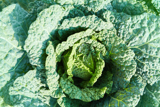 istock savoy cabbage grows in the garden 1127869838