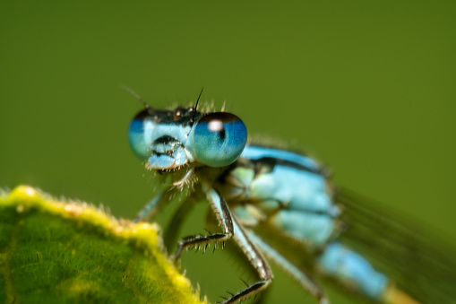 Blue damselfly portrait shot from the side with shiny eyes with reflection on them and clear spiky hair with a beautiful green background