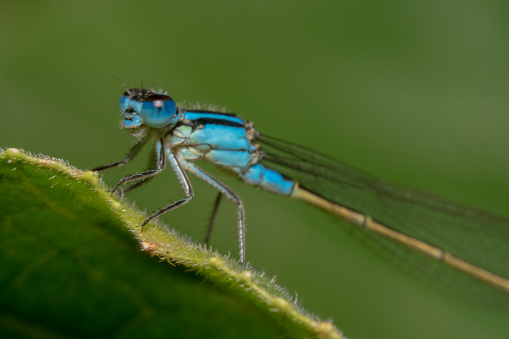 Half body and close up shot Blue damselfly with a yellow tail is sitting on a green leaf with shiny eyes and it's head tilted to the camera