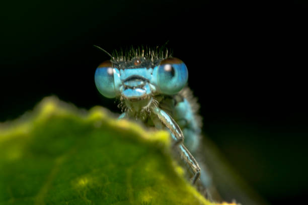 istock Blue damselfly portrait headshot from bottom up with shiny eyes with reflection on them and clear spiky hair with shiny circle in the middle of the head and a black background to make it pop 1127869999