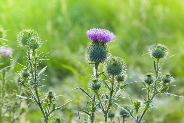 istock Common thistle, thistle plant with pink purple flower heads 1127870104