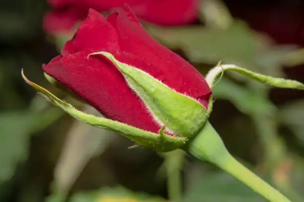 Red rose bud with bokeh of red roses in the background positioned diagonally. Red rose bud with a green stem symbolising love, romance and celebration