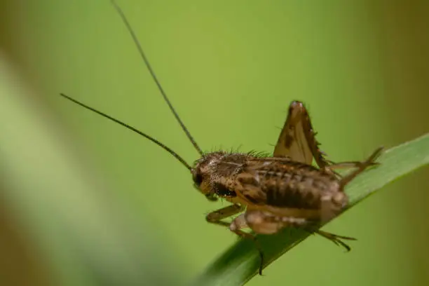 Wingless brown grasshopper sitting on a green leaf with green background shot from the back with its antennas pointing up