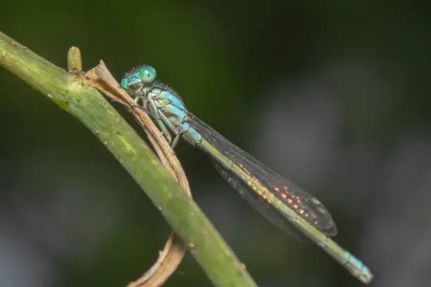 Blue damselfly seating on a green arched branch looking a the camera from the side of its eye with green and light white background