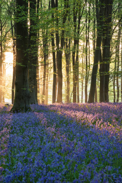 istock Stunning bluebell forest landscape image in soft sunlight in Spring 1127870411