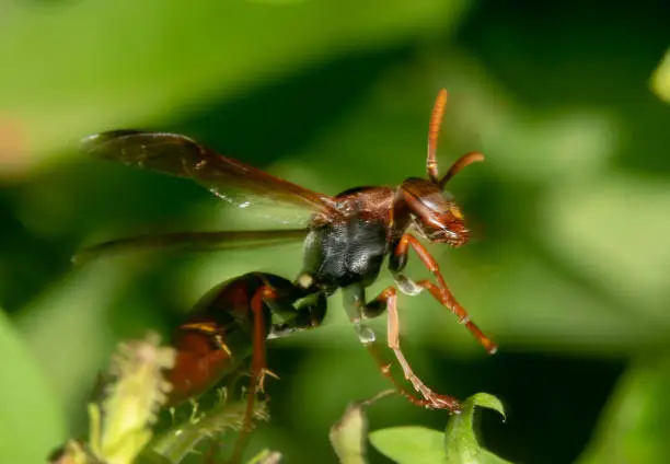Australian mud wasp slow shutter speed showing movement of dark orange and black wasp with red antennas