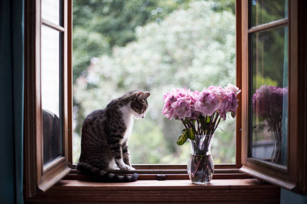 istock Flowers and a tabby cat on a window sill 1127871459