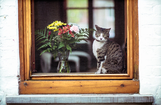 domestic cat, window, bouquet, flower,