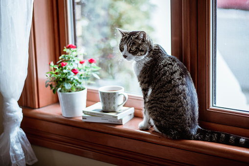 tea hot drink, potted plant, domestic catl,  home interior