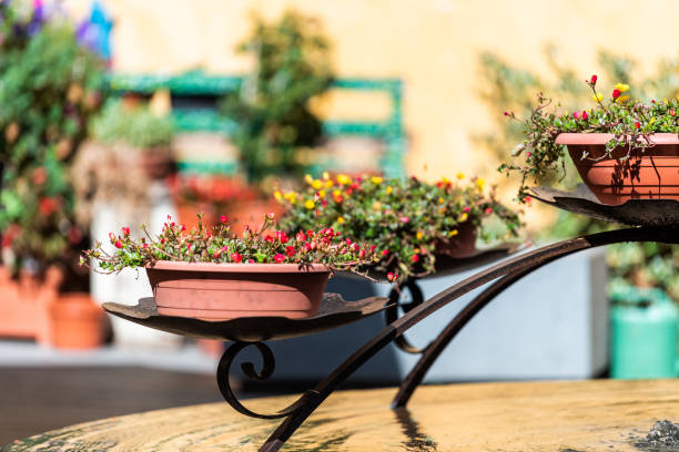 緑豊かな庭園のウンブリアのオルヴィエート、イタリアの町や村市植物ポット装飾のテラス バルコニー テラス建物やカラフルな花日当たりの良い夏の日 - 11244 ストックフォトと画像