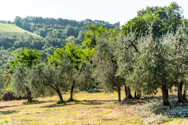 Olive trees in orchard garden on hill mountain in Umbria town village in Italy with mountain view on slope