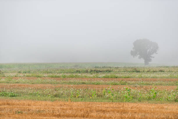 霧の朝の霧煙霧田舎圃場で 1 つツリーと夏と草原でウンブリア州、イタリアの植物 - 11207 ストックフォトと画像