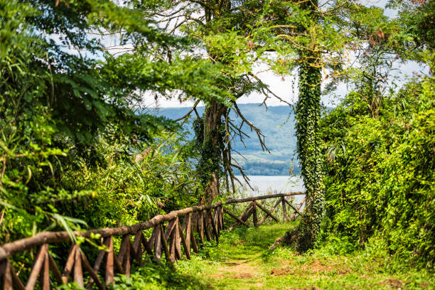 parque verde verão com caminho e trilhos em punta del lago, com a província de terni lago de vico com ninguém paisagem do dia - 11270 - fotografias e filmes do acervo