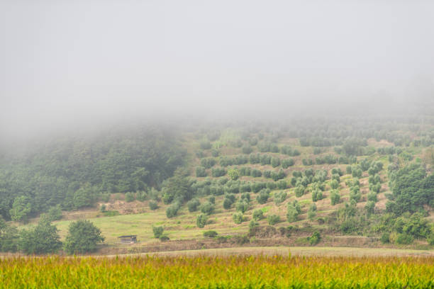 campo di campagna in umbria, italia con capannone prato agricolo su collina e gambi di mais al mattino nebbia alba con uliveto - 11206 foto e immagini stock