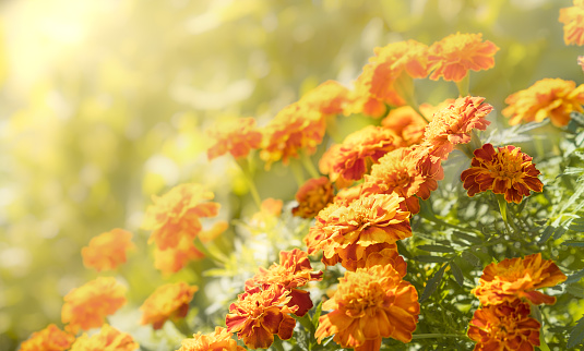 Orange and yellow Marigolds in their autumn glory bathed with  the beauty and warmth of the rising sun