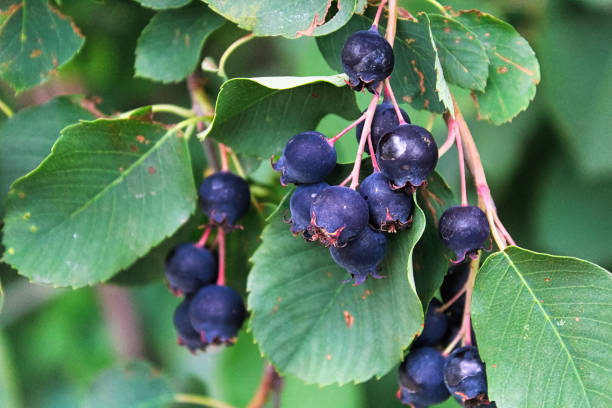 夏にぶら下がっている熟したサスカトゥーン serviceberries のクラスター - shadberry ストックフォトと画像