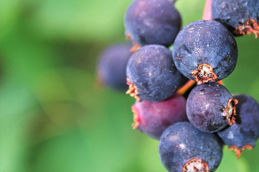 A macro view of ripe saskatoon berries.