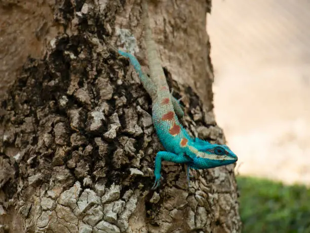 The blue chameleon changing color to blend with brown of bark behind; chameleon camouflaging (soft focus).