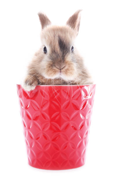This is a beautiful rabbit bunny.