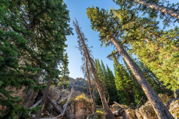 densa floresta evergreen - bighorn mountains - fotografias e filmes do acervo