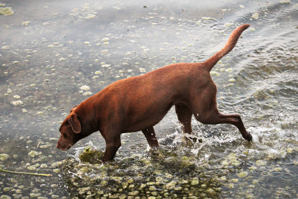 istock A brown dog runs through shallow rocky water 1127876896