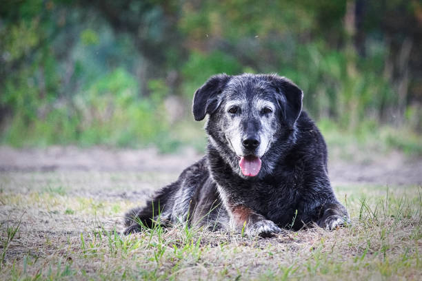 An old dog poses against a blurred nature background.