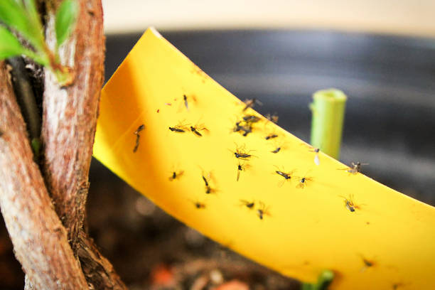 nahaufnahme von pilz mücken stecken, gelbes klebeband - trapped stock-fotos und bilder