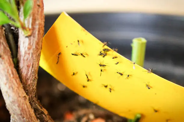 Photo of Closeup of fungus gnats being stuck to yellow sticky tape