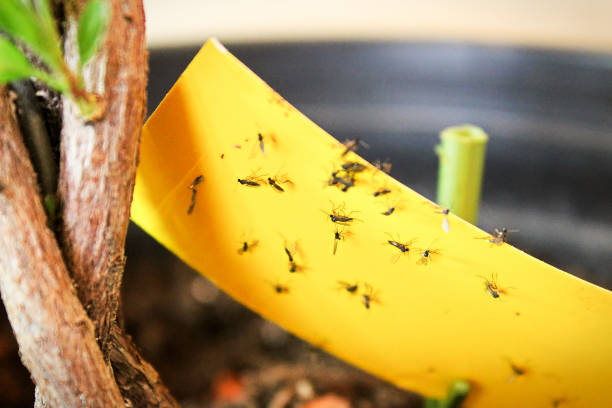 closeup dos mosquitos de fungo estar preso à fita adesiva amarela - encurralado - fotografias e filmes do acervo