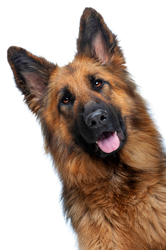 portrait of a German Shepherd in front of a white background