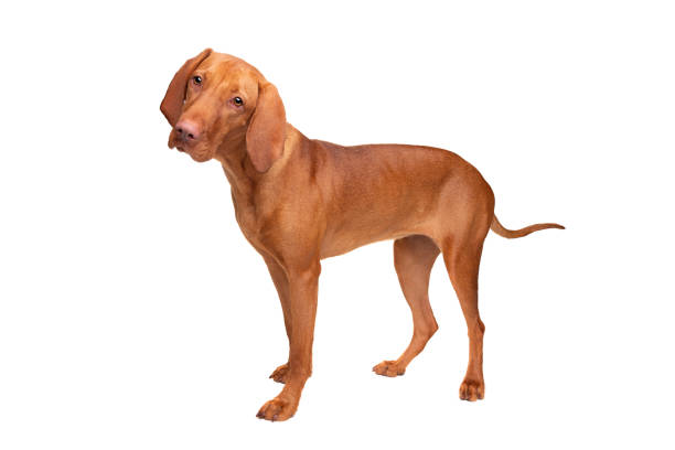 istock short haired Hungarian Vizsla 1127877503