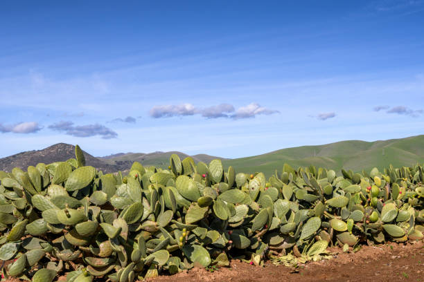 istock Prickly Pear Cactus Farm with Gabilan Mountain Range in Background 1127878382