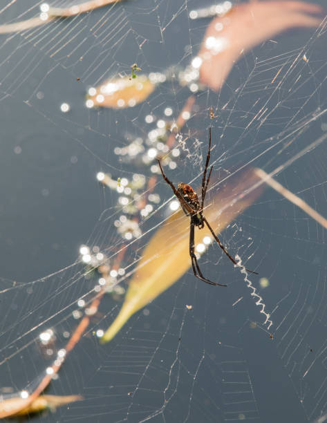 araignée croix st. andrew, tissage zig-zag - cross spider photos et images de collection