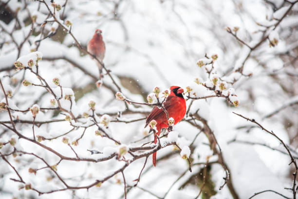 istock One red northern cardinal Cardinalis bird perched on tree branch during heavy winter spring snow colorful in Virginia eating flower leaf buds 1127878955