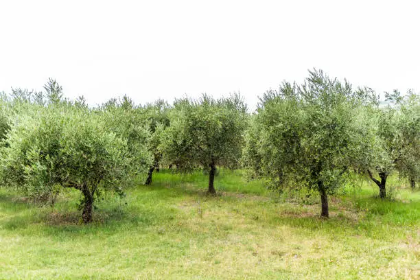 Olive trees in orchard garden on hill mountain in Val D'Orcia countryside in Tuscany Italy with many green leaves grass