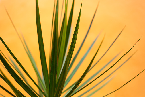 Mexico: Yucca Houseplant Against Vibrant Orange Wall Close-Up. A bit of copy space available.