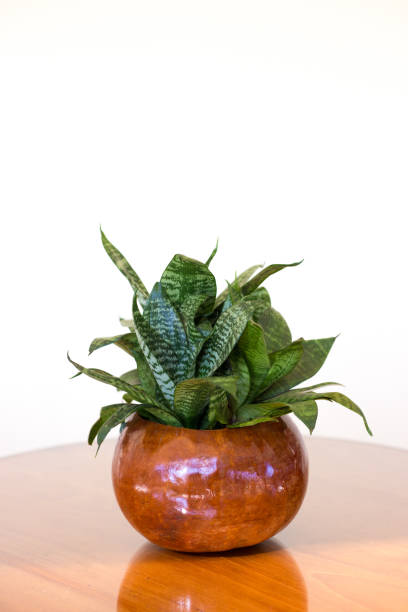 istock Potted Snake Plant on Wood Table; White Background 1127879054