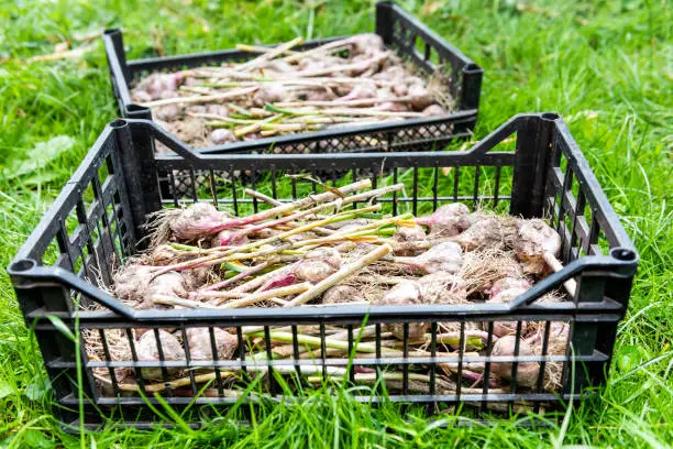 Many bunch of garlic bulb in two harvest box crates in farm or garden closeup with roots, stems
