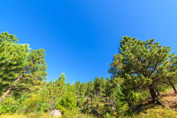 exuberante verde floresta - bighorn national forest blue wyoming green - fotografias e filmes do acervo