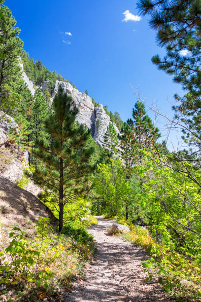 pista de caminhada na vertical de wyoming - bighorn national forest blue wyoming green - fotografias e filmes do acervo